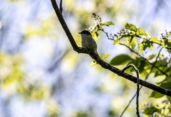 a beautiful bird sits on a branch and sings close-up on a sunny summer day