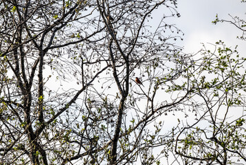 a beautiful bird sits on a branch and sings close-up on a sunny summer day