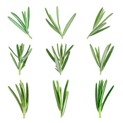Healthy herb. Set of fresh rosemary on white background