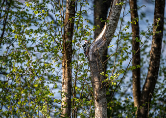 a beautiful bird sits on a branch and sings close-up on a sunny summer day