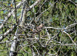 a beautiful bird sits on a branch and sings close-up on a sunny summer day