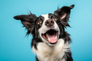 Fototapeta premium Happy Border Collie Looking Up - Generative AI.