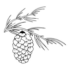 Pine cone on a branch in doodle style on an isolated white background.