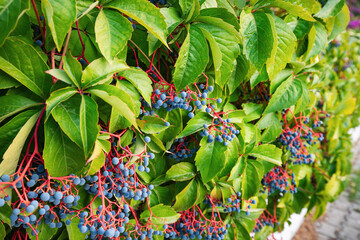 Virginia creeper or ivy wrowing on a wall of a house backyard. Floral and nature background and...