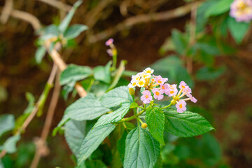 Obraz na płótnie Canvas Lantana camara (common lantana) is a species of flowering plant within the verbena family (Verbenaceae),