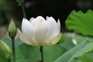 Obraz premium 연꽃