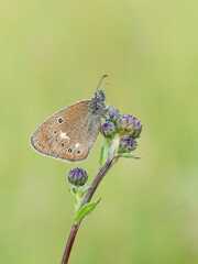 Beautiful nature scene with Chestnut Heath (Coenonympha glycerion). Macro shot of Chestnut Heath (Coenonympha glycerion) on the grass. 