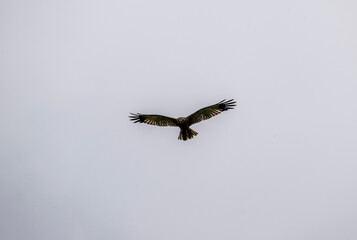 black kite on the hunt over the lake close-up