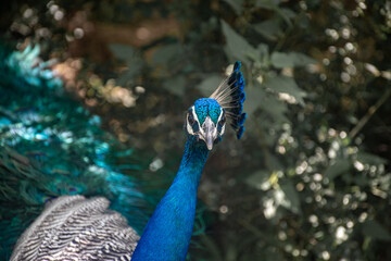 close up of peacock