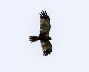 black kite on the hunt over the lake close-up