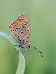 Beautiful nature scene with Purple-shot copper (Lycaena alciphron). Macro shot of Purple-shot copper (Lycaena alciphron) on the grass. 