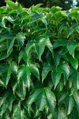 Abstract decorative ivy. Green branches hedge plant leaves. The pattern on the green wall. Bush background.