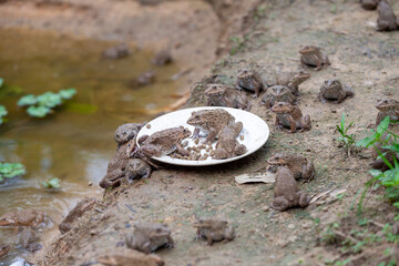Several frogs were eating pellets on a plate by the pond.