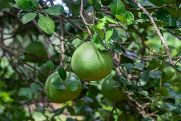 Fresh pomelo on the tree in Thailand