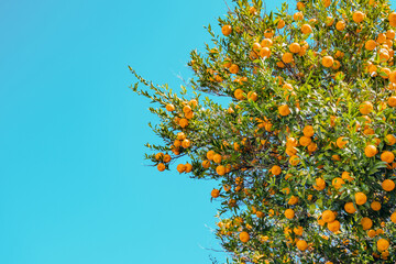 Ripening of the orange or tangerine fruits on a tree at sunny day. Copy space in background