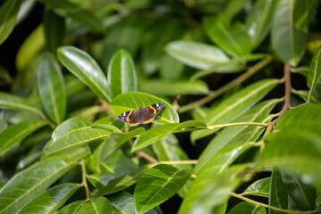 Wide shot of a Red Admiral (Vanessa atalanta) on a vibrant green laurel bush. Isle of Wight, UK in July