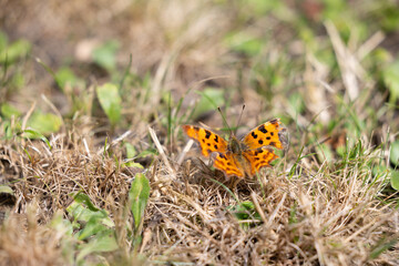 Comma butterfly (polygonia c-album) in the sunshine on dry grass. Isle of Wight, UK in July