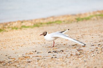 Black-headed gull (Chroicocephalus ridibundus) stretches out a wing whilst standing on one leg. At the beach. Isle of Wight, UK in July