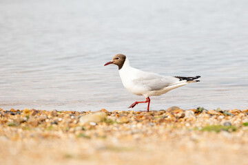 Black-headed gull (Chroicocephalus ridibundus) walks along the shoreline, on the beach, seaside, Isle of Wight, UK in July