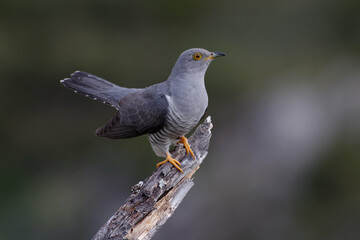 Common cuckoo (Cuculus canorus) on a branch