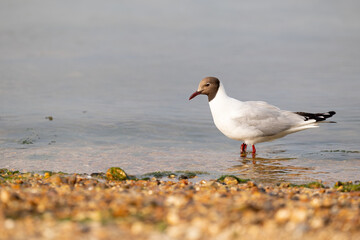 Black-headed gull (Chroicocephalus ridibundus) standing in the sea with the beach in the foreground.  Isle of Wight, UK in July