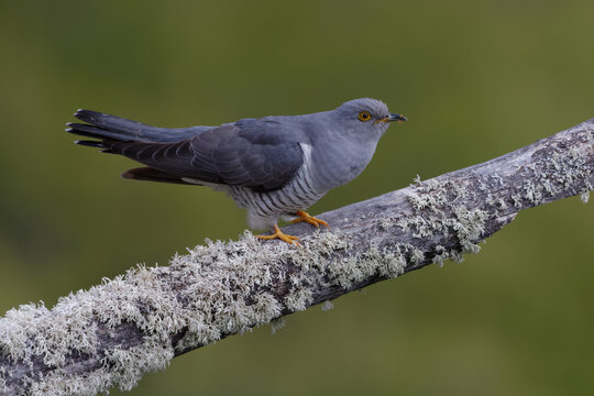 Common cuckoo (Cuculus canorus) on a branch