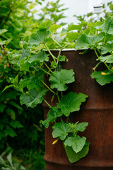 Cucumbers in the country grown in an old metal barrel