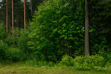 Landscapes of a coniferous forest in the middle of summer