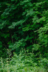 Fototapeta premium Deciduous forest in the middle of summer close-up