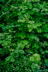 Deciduous forest in the middle of summer close-up
