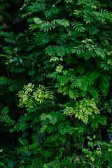 Fototapeta na wymiar Deciduous forest in the middle of summer close-up