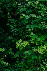 Deciduous forest in the middle of summer close-up