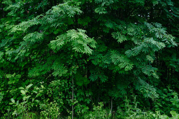 Deciduous forest in the middle of summer close-up