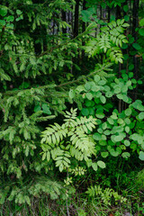 Deciduous forest in the middle of summer close-up