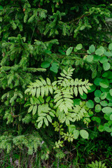 Deciduous forest in the middle of summer close-up