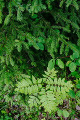 Deciduous forest in the middle of summer close-up