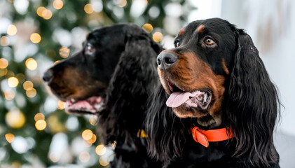 Two setter dogs in Christmas time with festive tree on background in New Year time closeup...
