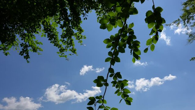 4K wide angle video, pan camera movement, with a tree in foreground at Sarmizegetusa Regia historical landmark fortress from Romania.