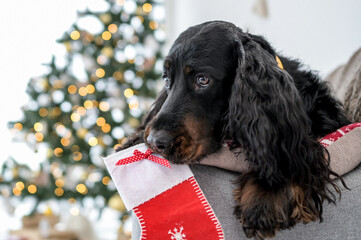 Cute setter dog in Christmas time holding Xmas sock in its mouth . Doggy pet in New Year holidays...