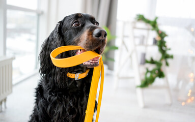 Setter dog holding yellow leash in its mouth at home with Christmas tree and lights on background....