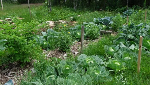 Panning left to right of red and white cabbage plants growing in fenced shrub garden. Carton boxes and mulch spread around plants to help fight weeds out.