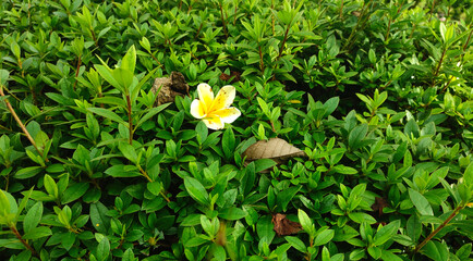 white flower in the garden
