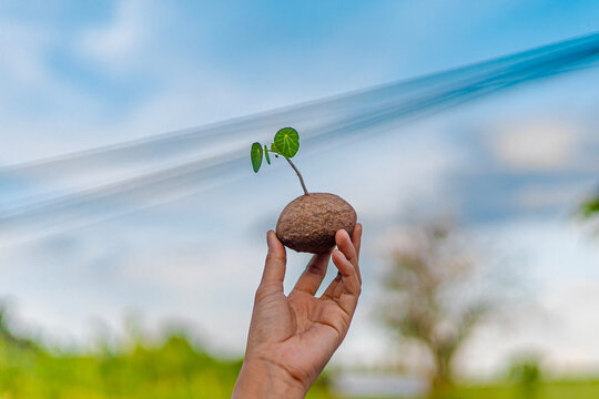 Female hand holding Stefania erectacreb, isolated, minimalist style indoor plant for home interior, fresh green leaves or vines in cute shapes. Sky
