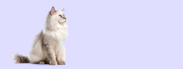 Cute Ragdoll cat isolated on purple background.