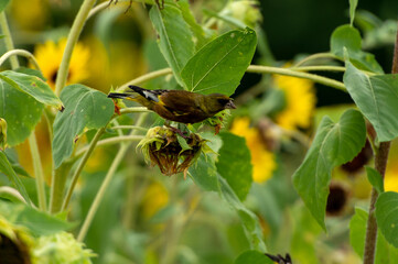 Grey-capped greenfinch of Sunflower Geography in Changsha Botanical Garden
Grey-capped greenfinch, also known as the yellow waist starling, is a small bird, belonging to the Passerine Starling family.