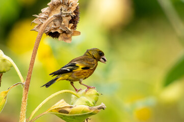 Grey-capped greenfinch of Sunflower Geography in Changsha Botanical Garden
Grey-capped greenfinch, also known as the yellow waist starling, is a small bird, belonging to the Passerine Starling family.