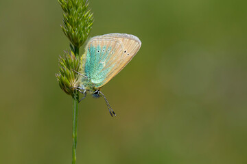 tiny blue butterfly on green grass, Diana Blue, Polyommatus diana