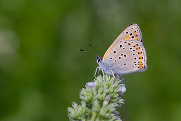 Fototapeta premium wonderful butterfly with red wings, Lycaena kurdistanica
