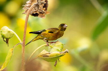 Grey-capped greenfinch of Sunflower Geography in Changsha Botanical Garden
Grey-capped greenfinch, also known as the yellow waist starling, is a small bird, belonging to the Passerine Starling family.