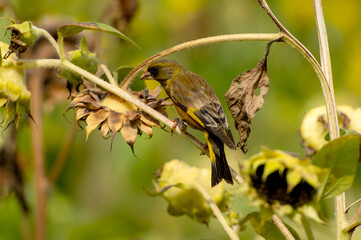 Grey-capped greenfinch of Sunflower Geography in Changsha Botanical Garden
Grey-capped greenfinch, also known as the yellow waist starling, is a small bird, belonging to the Passerine Starling family.